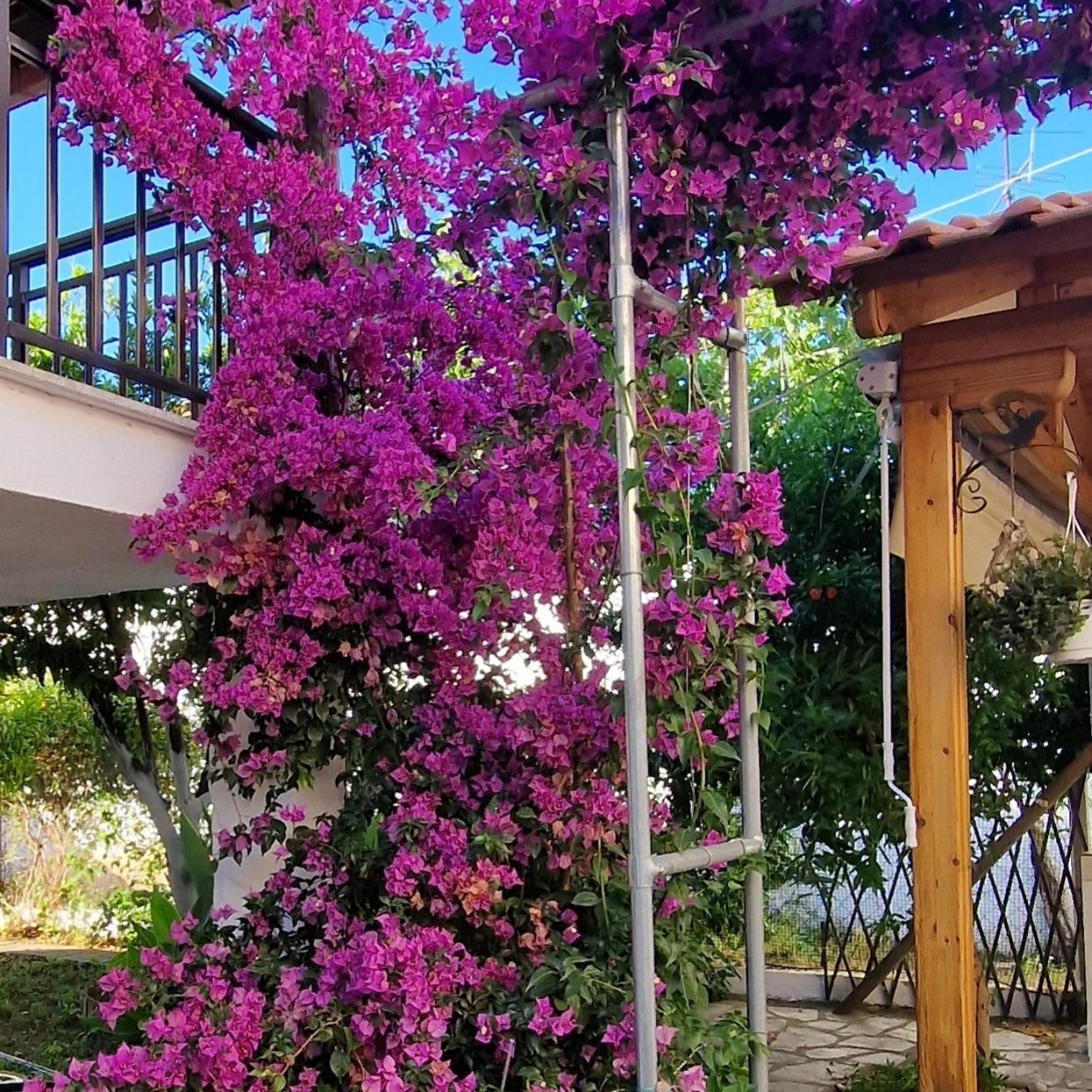 Daire Nikolaos House *